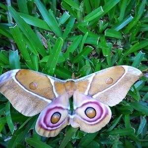 Meet your Posher, Jean